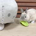 うさぎのルリ(8/2追記)