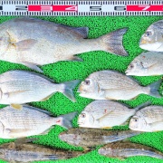 2025年7月19日　釣果