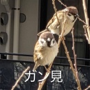 相方の雀の、愛でかた