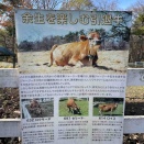 アボの山梨旅行。清泉寮牧場へ。引退乳牛さんがいるよ。