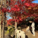 .•*.•*beny beny*•.*•.