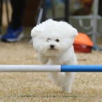 フォトグラファーチコソラのブログ