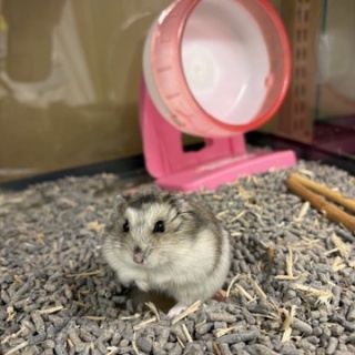 小動物専門店NATURE'S