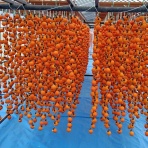 伊那谷農業日記