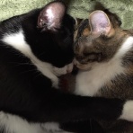 新☆ちくわの猫的生活