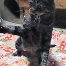 お相撲さんみたいでどすこいしてる？