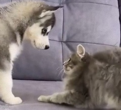 「なんてコミュ力の高い子犬だ…」警戒する子猫との距離の縮め方がすごく上手
