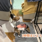 ガオだらけな日々　