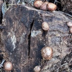 天然食材探しへ近くに気軽に出かけよう！