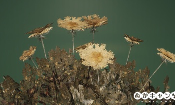 ニンジンの花（キャロットフラワー）