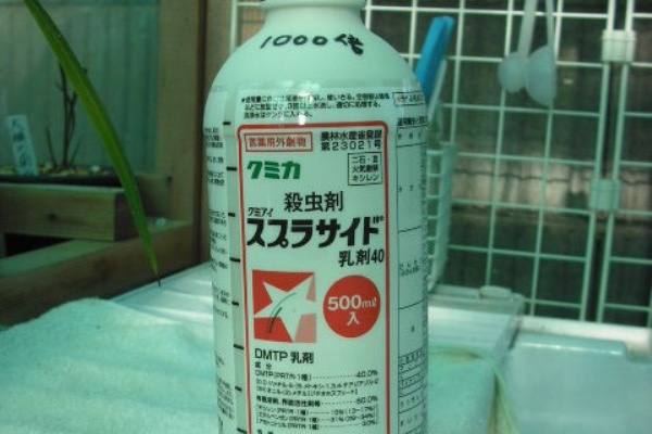 ハカマの寒蘭日記 16年01月
