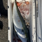 新潟県　寝屋漁港　功晴丸　第八功晴丸　潜りの眼