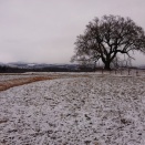 わに塚の桜  降雪