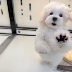 ペットショップワンラブ 佐賀県 ゆめタウン武雄店のスタッフブログ～子犬子猫やトリミングカットをご紹介してるよ