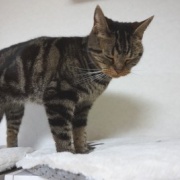 フミフミをするときの猫の表情いろいろ