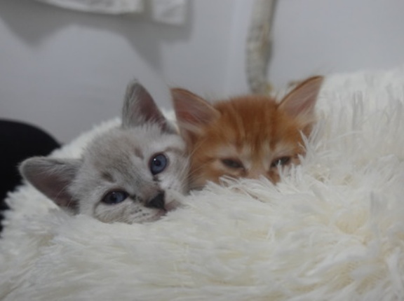 子猫たちの行方、決定する　20260510