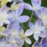 『光マイクロバブルの「ZERO to ONE」(6000回記念)(3)』の画像