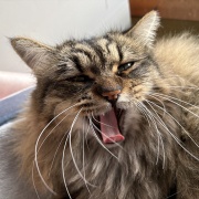 片目が隠れていれば全身隠れられている判定