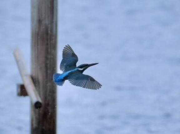 2025年8月10日の野鳥公園