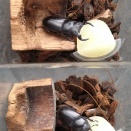 【オオクワ】給餌