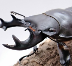 ヤエヤママルバネクワガタ飼育記2023~