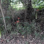 ラッキーの日記と、パパのカメブラ散歩