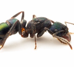 美しすぎるメタリカタタミアリ！