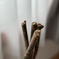 預かりもの、思い切って丸坊主にした結果