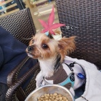 どらどらどら＋ぎん