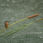 かんばんやの四季彩翡翠