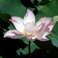 ハスの花！