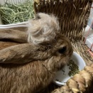 うさぎ難しい。