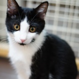 『子猫ちゃん、里親さん募集を開始致しました！』の画像