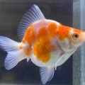 🐟金魚•メダカ入舎情報‼️