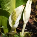 ミズバショウガ見頃…白老・ポロト湖