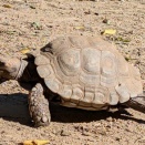 動物園話を先に