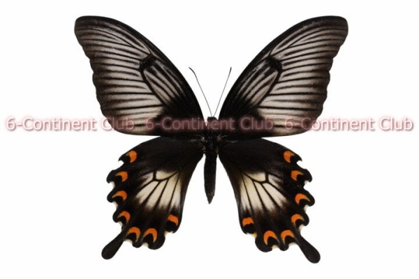 京大蝶研六大陸クラブのTropical Delights - アゲハチョウ族 Papilionini