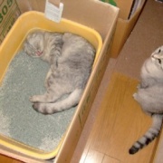 猫は自分の姿を理解している？していない？