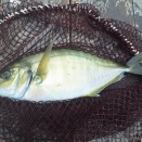 2026海上釣り堀 5回目釣行 まるや