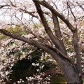 4/6(月)〝竹ヶ端運動公園〟〝集会所裏水呑川土手〟サクラ並木の散策(^.-)☆(14)