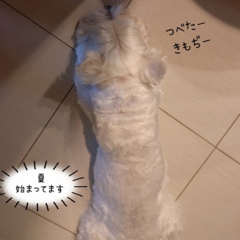 今年は、遅めの「夏」はじめました