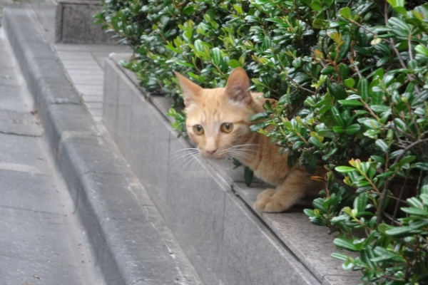 ねこかます - 茶トラ