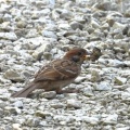 2026年7月20日の野鳥公園