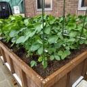 ���νꡡ���Ͻ����ʬ�λ�Ʀ��ʬ�ǻ�⤻�����ۤ�Ϥ�.....(^^; ���ۤä��褫��ɾ����ĺ�����ˤ��Ƥޤ�(��)