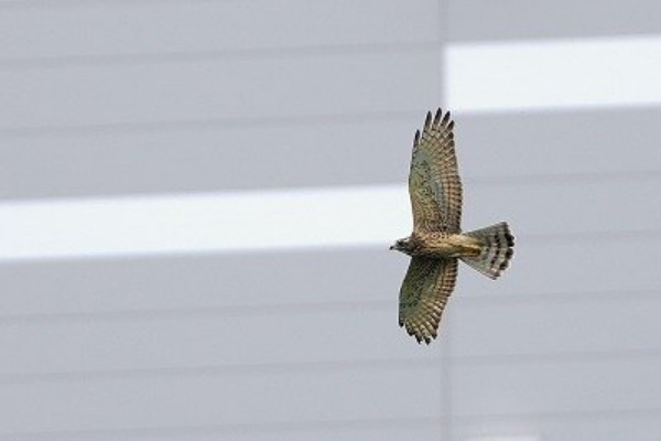 東京港野鳥公園 レンジャーブログ - 2024年08月