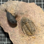 三葉虫の世界