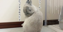 うさぎのルリ(5/24追記)