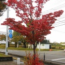 紅い木・黄色い木