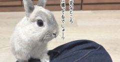 うさぎのルリ(10/8追記)