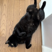 追いかけっこは普通じゃいられない